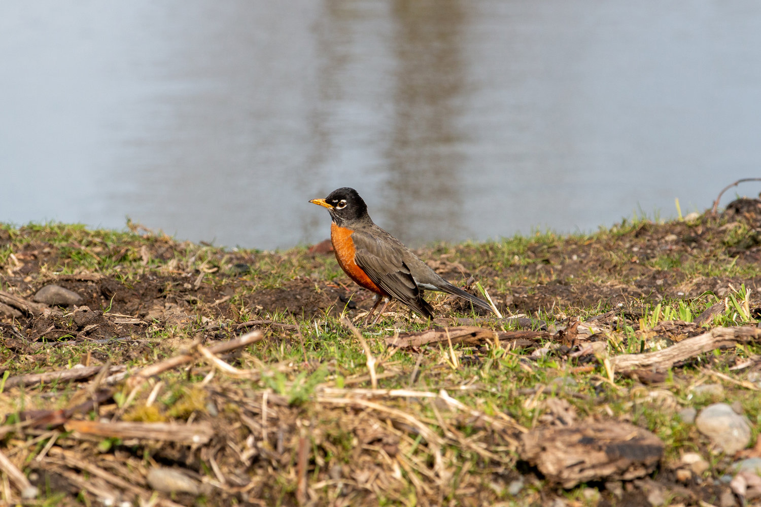 An American Robin searches for worms in the wet soil near the China Creek project.